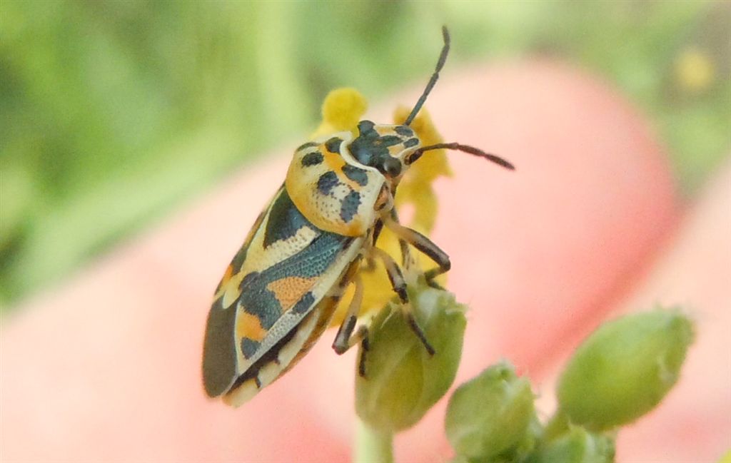 Pentatomide: Eurydema ornata dell''Emilia (BO)